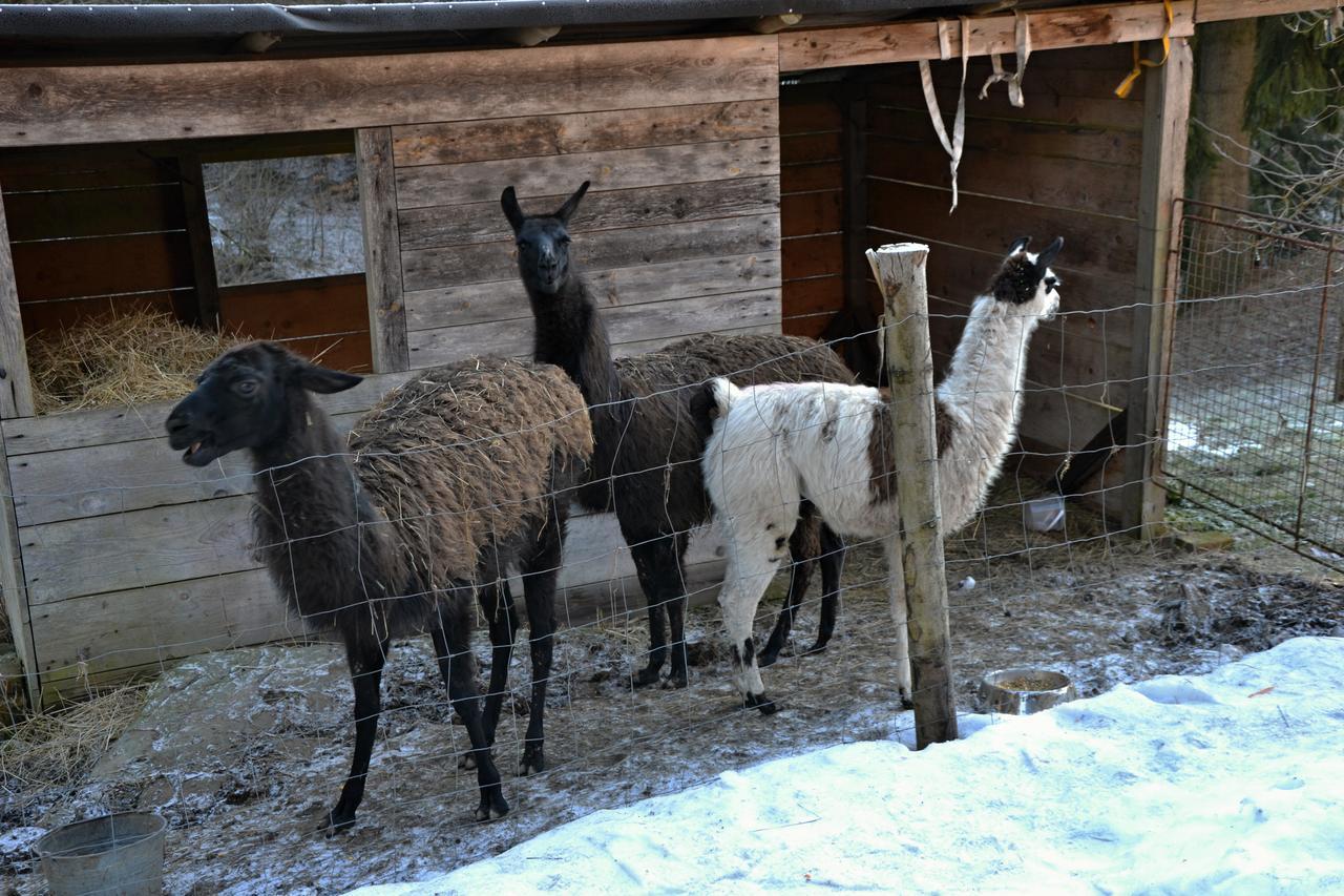 Penzion U Lipy Vysoke nad Jizerou Bagian luar foto